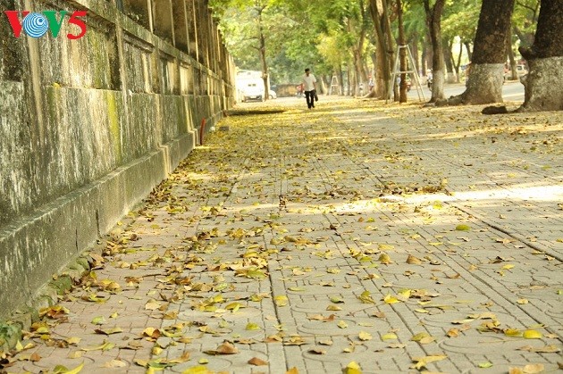 Xao xuyến thảm lá vàng trên phố Phan Đình Phùng - ảnh 7